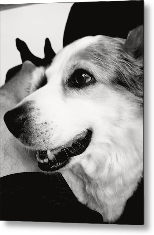 Buddy Metal Print featuring the photograph Buddy by James
