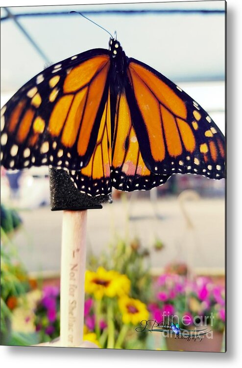 Butterfly Metal Print featuring the photograph Butterfly Dreams3 by Jannice Perdomo-Walker