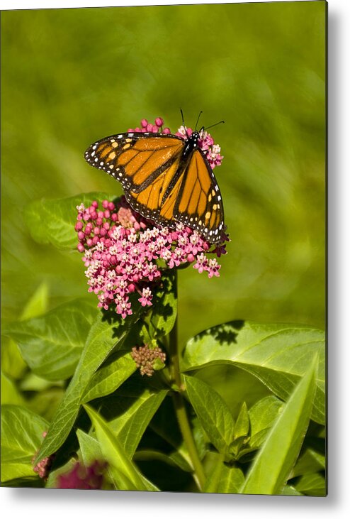 Milwaukee Metal Print featuring the photograph Butterfly in Spring by Peter Skiba