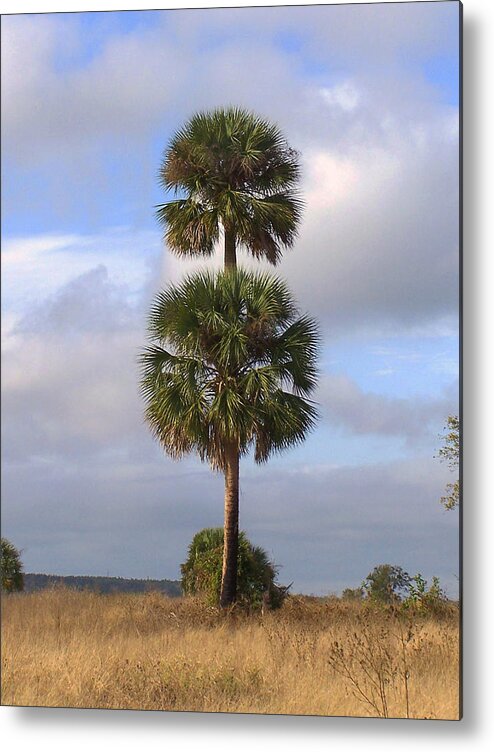 Nature Metal Print featuring the photograph Cabbage Palms by Peggy Urban