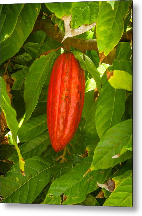 Cacao Metal Print featuring the photograph Cacao Pod by Pamela Newcomb
