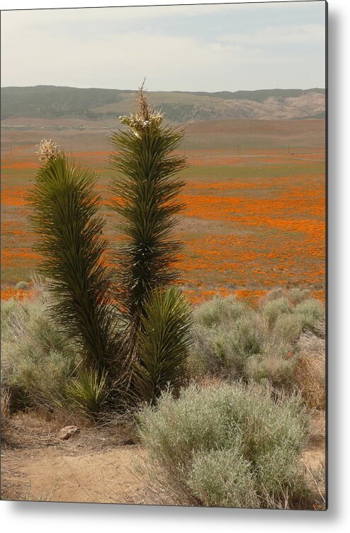 Poppy Metal Print featuring the photograph California Gold by Duwayne Williams