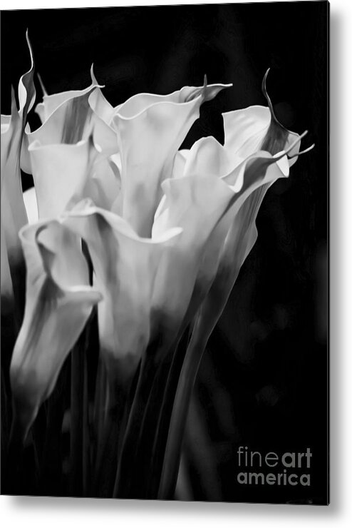 Calla Lily Metal Print featuring the photograph Calla Lily Flowers by James Aiken