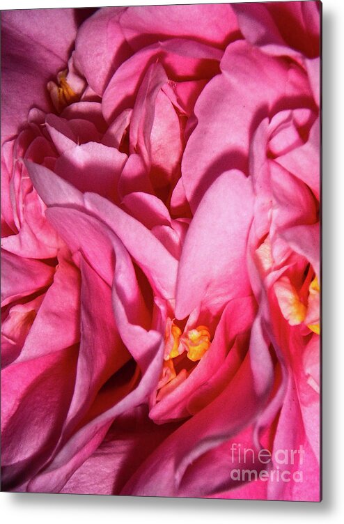 Camellia Metal Print featuring the photograph Camellia Close by Judy Hall-Folde