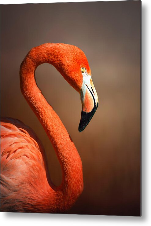 Flamingo Metal Print featuring the photograph Caribean flamingo portrait by Johan Swanepoel