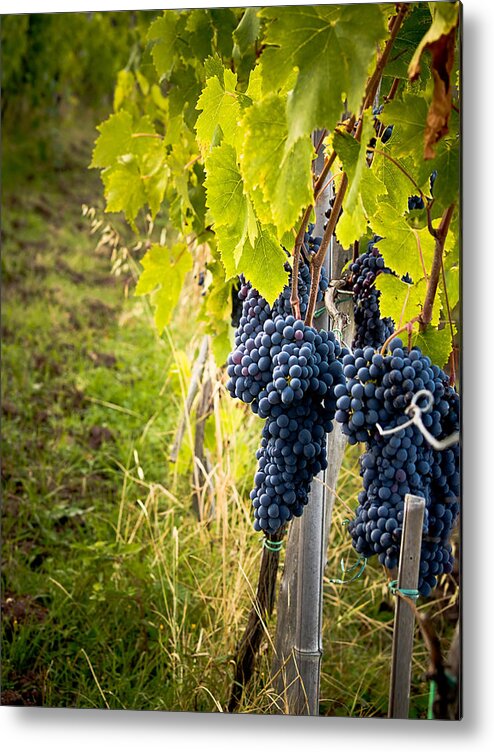 Grapes Metal Print featuring the photograph Chianti Grapes by Jim DeLillo