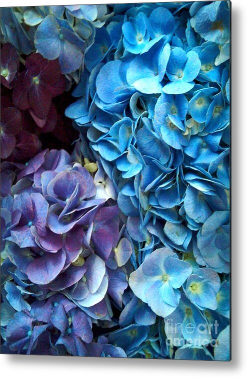 Flowers Metal Print featuring the photograph Cluster Of Blues by Jody Frankel 