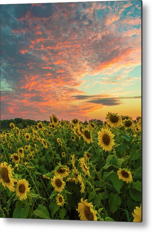  Metal Print featuring the photograph Colby Farm sunflowers by Bryan Xavier