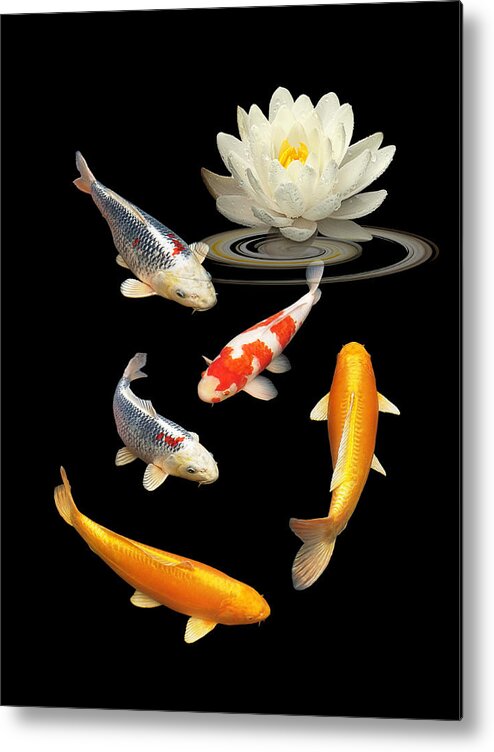 Fish Metal Print featuring the photograph Colorful Koi With Water Lily by Gill Billington