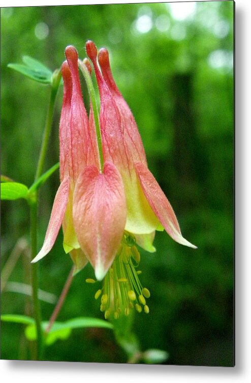 Nature Metal Print featuring the photograph Columbine Single Blossom by Peggy King