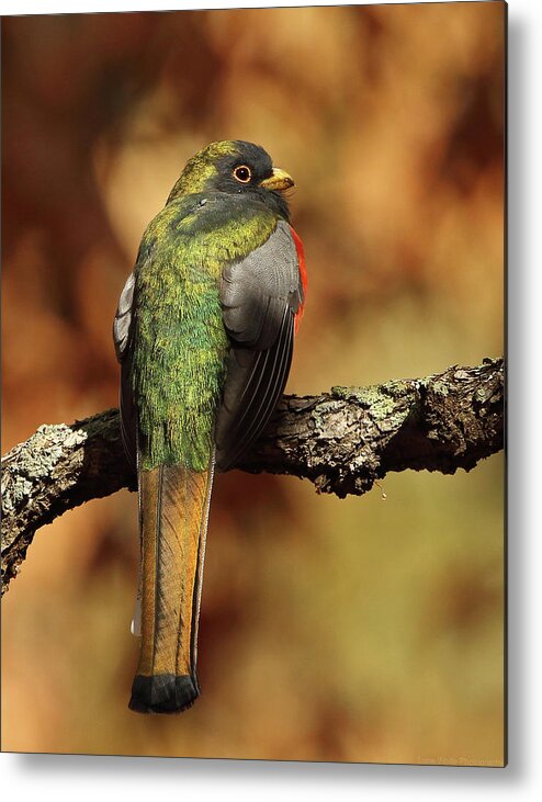 Bird Metal Print featuring the photograph A Coppery-tailed Elegant Trogon by Steve Wolfe