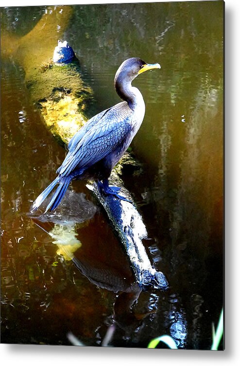 Double-crested Cormorant Metal Print featuring the photograph  Cormorant 002 by Christopher Mercer