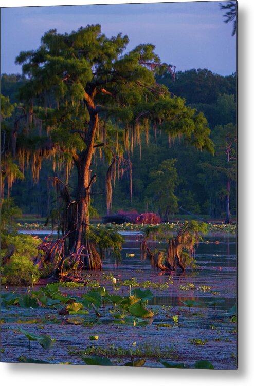 Orcinus Fotograffy Metal Print featuring the photograph Cypress In The Sunset by Kimo Fernandez