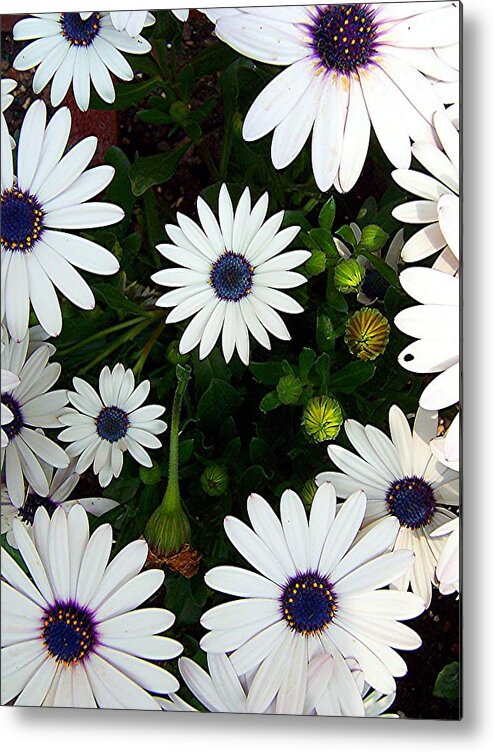 Daisy Metal Print featuring the photograph Daisy Forms II by Caroline Eve Urbania