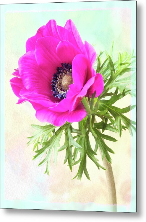 Flower Metal Print featuring the photograph Dazzling beauty. by Usha Peddamatham
