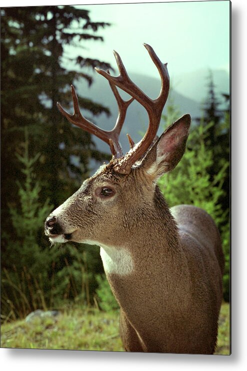 Deer Metal Print featuring the photograph Deer in Profile by Marilyn Hunt