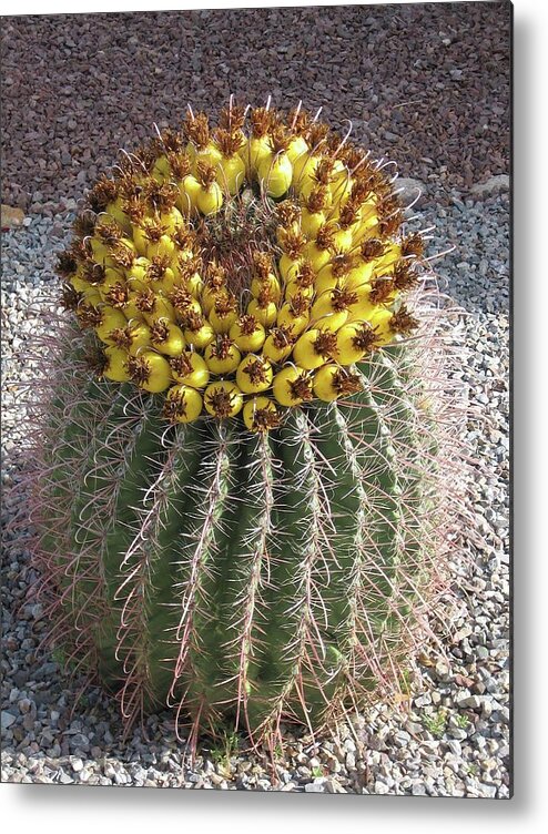 Barrel Cactus Metal Print featuring the photograph Desert Facts of Life by Judith Lauter