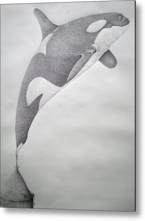 Whale Digital Art Metal Print featuring the drawing Desintigrating Orca by Mayhem Mediums