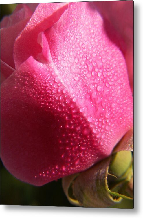 Pink Roses Metal Print featuring the photograph Dewy Rose by Amy Fose