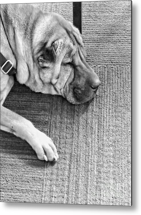 Dog Metal Print featuring the photograph Dog Tired by Diana Rajala