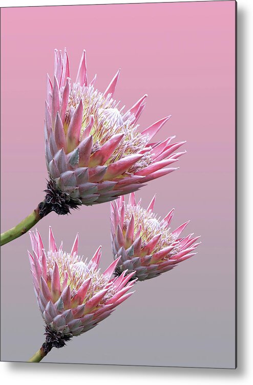 Tropical Flower Metal Print featuring the photograph Exotic King Protea by Gill Billington