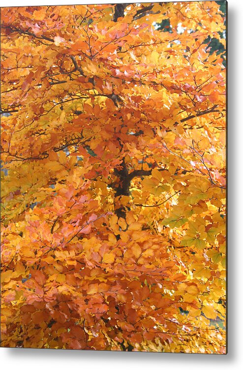 Fall Metal Print featuring the photograph Fall Colors by Mary Gaines