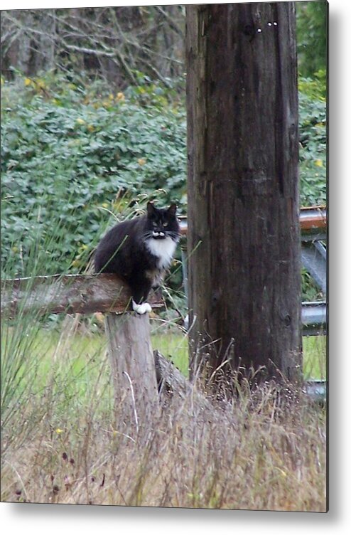 Cat Metal Print featuring the photograph Farm Cat by Gene Ritchhart