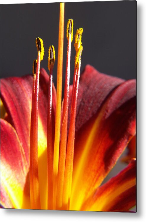 Fire Lily Metal Print featuring the photograph Fire Lily 1 by Amy Fose
