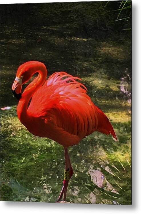 Flamingo Metal Print featuring the photograph Flamingo 10 by Vijay Sharon Govender