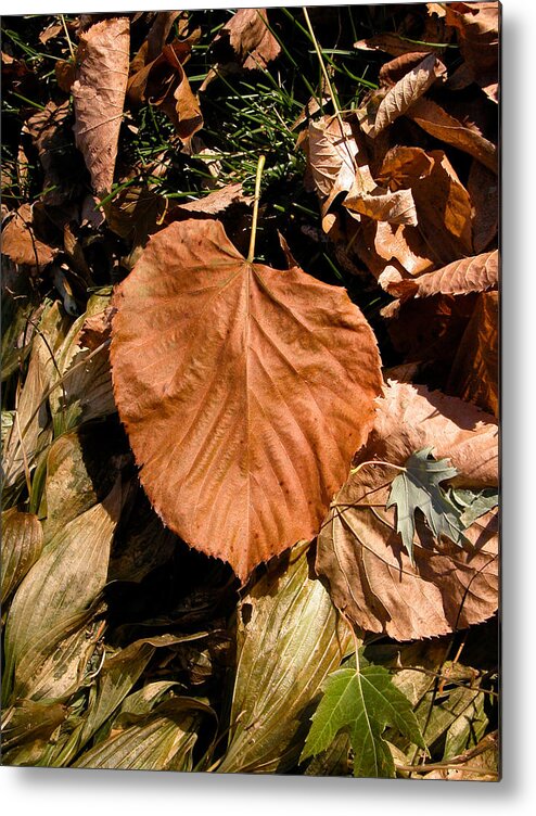 Leaf Metal Print featuring the photograph Floating Leaf by Mike Evangelist