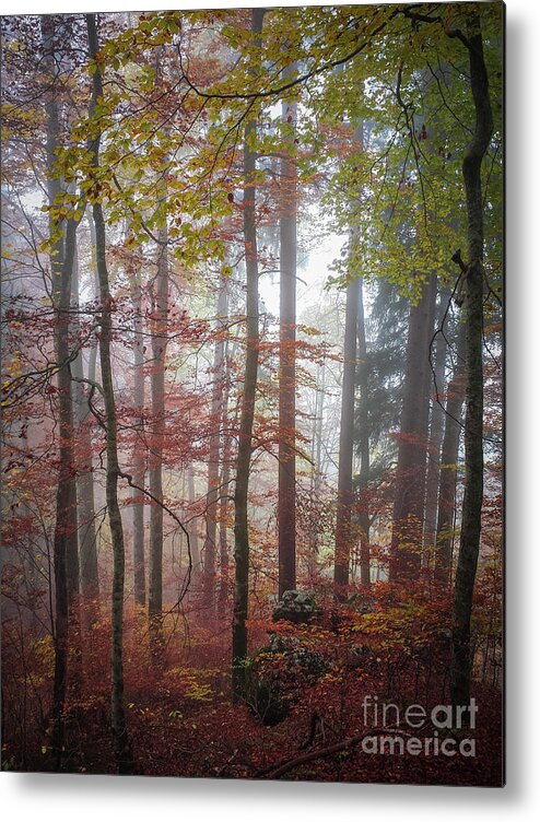 Forest Metal Print featuring the photograph Fog in autumn forest by Elena Elisseeva