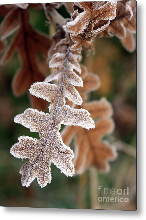 Frost Covered Oak Leaf Metal Print featuring the photograph Frost covered oak leaf by Julia Gavin