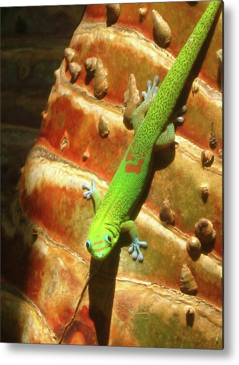 Gecko Metal Print featuring the photograph Gecko by Kerri Ligatich
