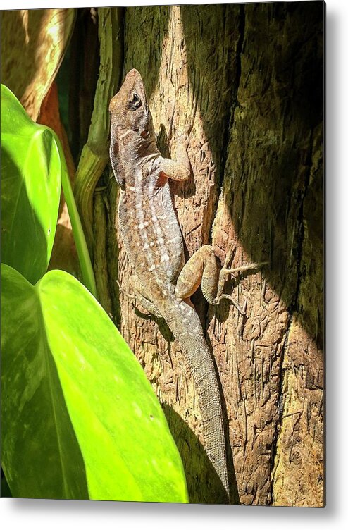 Gecko Metal Print featuring the photograph Gecko by Terri Hart-Ellis