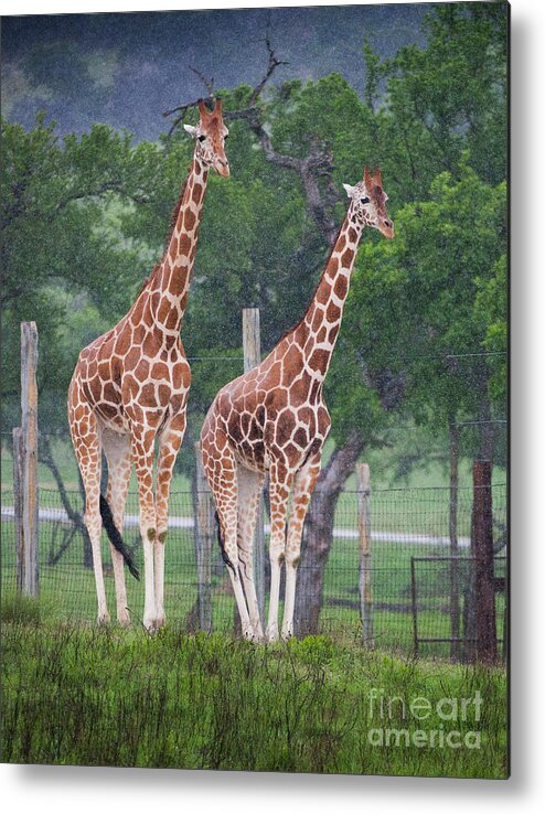 Fossil Rim Wildlife Center Metal Print featuring the photograph Giraffes in the Rain by Greg Kopriva