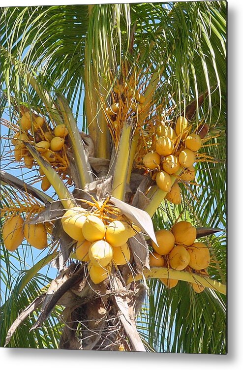 Coconut Metal Print featuring the photograph Golden Coconuts Key West by Audrey Peaty