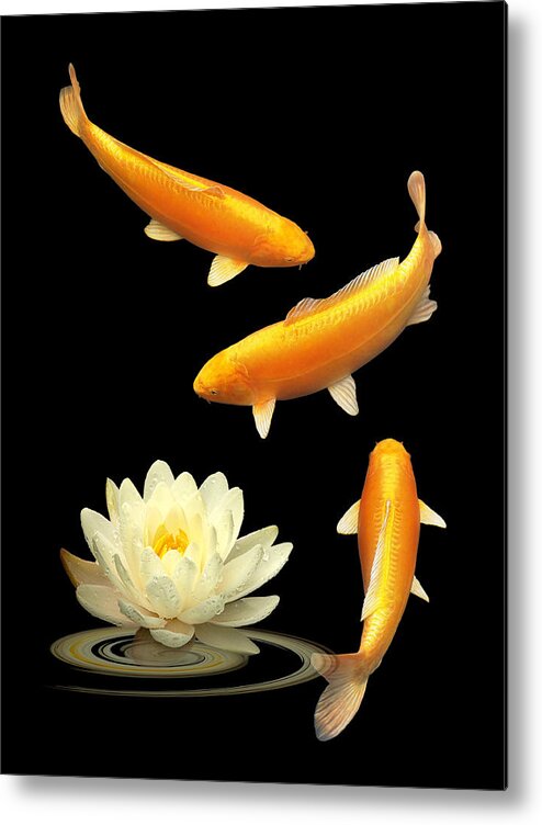 Fish Metal Print featuring the photograph Golden Harmony Vertical by Gill Billington