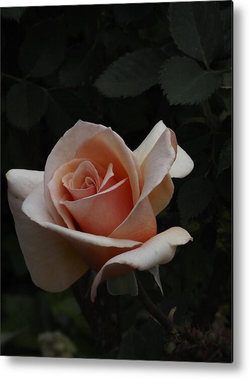 Botanical Metal Print featuring the photograph Golden Rose by Richard Thomas