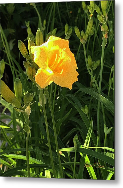  Metal Print featuring the photograph Golden Yellow Day Lilly by Robert J Sadler