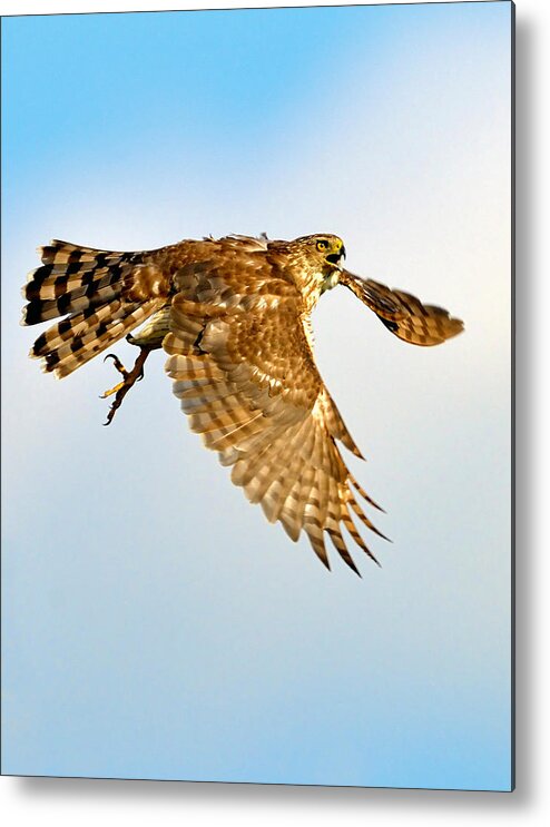 Hawk Metal Print featuring the photograph Good Hawk Hunting by William Jobes