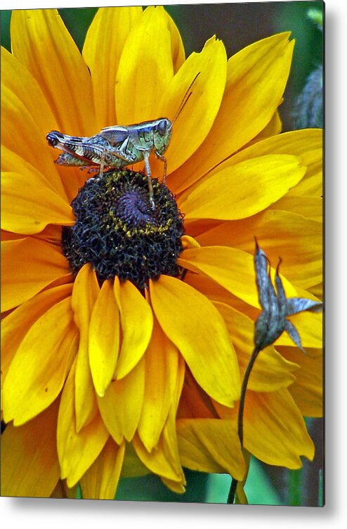 Insects Metal Print featuring the photograph Grasshopper and Susan by Jennifer Robin