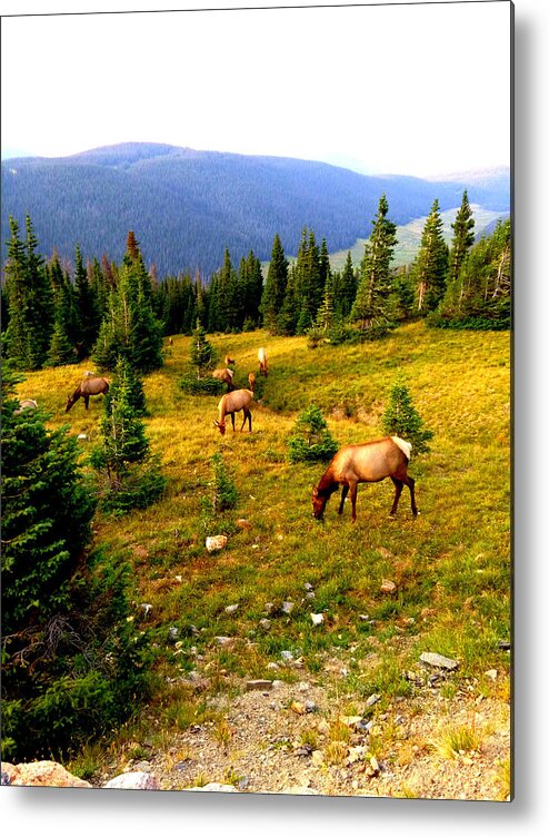 Landscape Metal Print featuring the photograph Grazing Elk by Lesli Sherwin