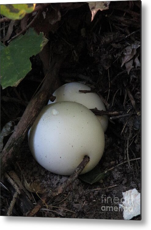Great Balls Of Fungus Metal Print featuring the photograph Great balls of Fungus by Martin Howard