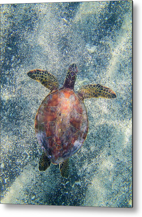 Green Sea Turtle Metal Print featuring the photograph Green Sea Turtle From Above by Christopher Johnson