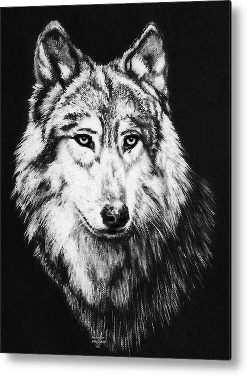 Wolves Metal Print featuring the pastel Grey Wolf by Melodye Whitaker