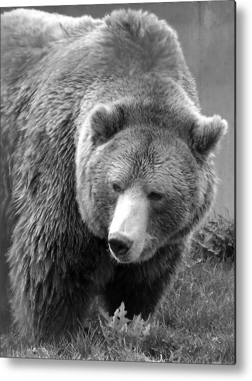 Grizzly Bear Metal Print featuring the photograph Grizzly Bear and Black and White by Tiffany Vest
