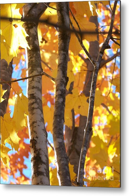 Trees Metal Print featuring the photograph Growing Gold - Photograph by Jackie Mueller-Jones