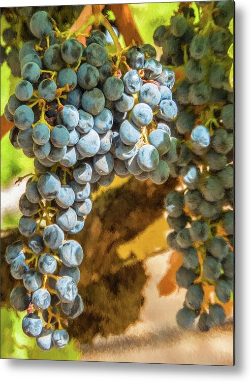 California Metal Print featuring the photograph Hanging Wine by David Letts