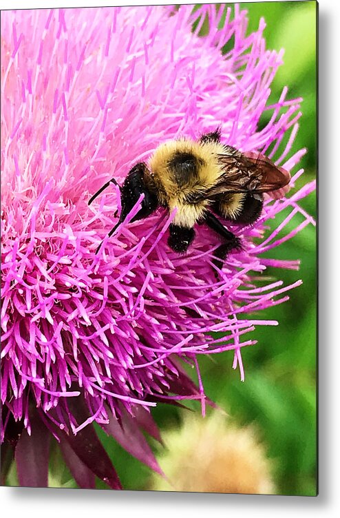 Bee Metal Print featuring the photograph Happiness by Jeff Iverson