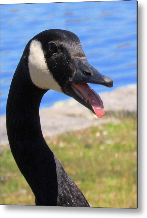 Goose Metal Print featuring the photograph Happy Honker by Lori Lafargue